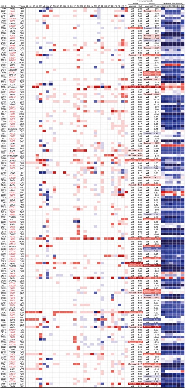 TF gene expression heatmap