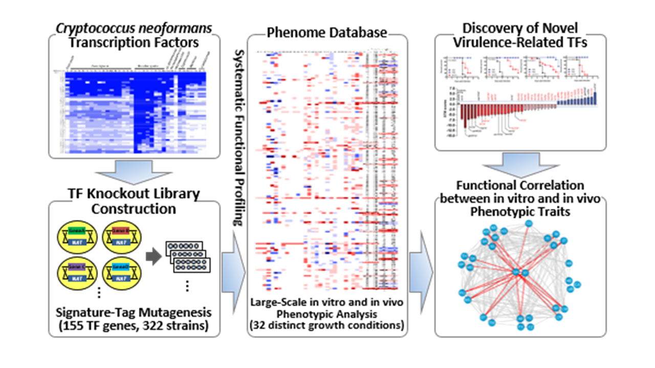 Cryptococcus neoformans TF Phenome Database