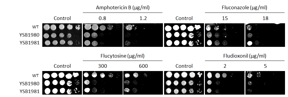 Antifungal drug susceptibility for CNAG_00018T0