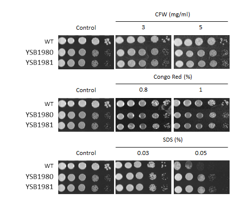 Cell wall stress phenotype for CNAG_00018T0