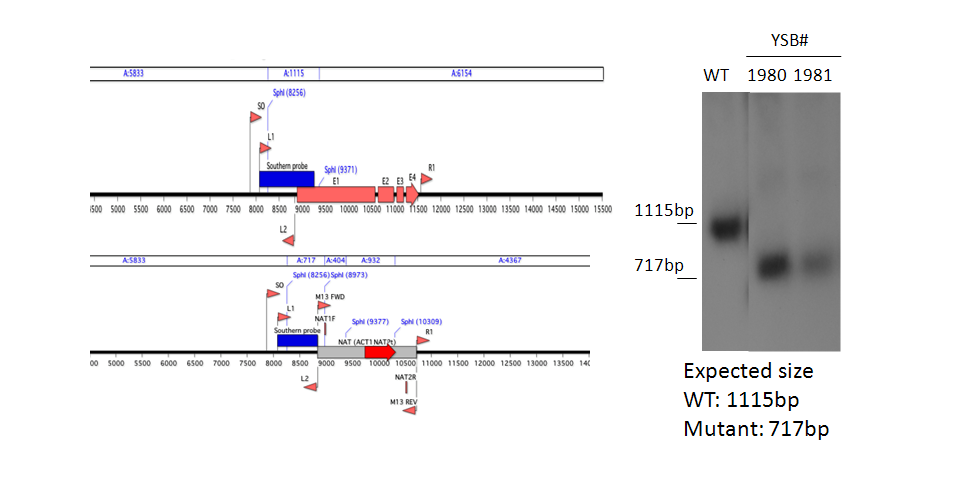 Gene disruption strategy for CNAG_00018T0