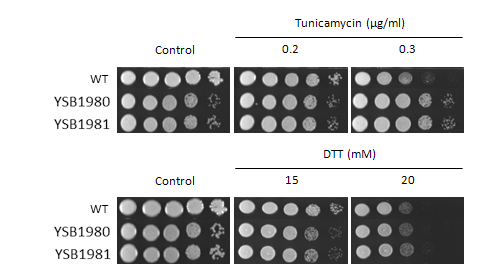 ER stress phenotype for CNAG_00018T0