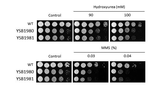 Genotoxic stress phenotype for CNAG_00018T0