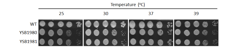 Growth phenotype for CNAG_00018T0