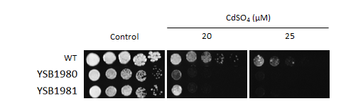 Heavy metal stress phenotype for CNAG_00018T0