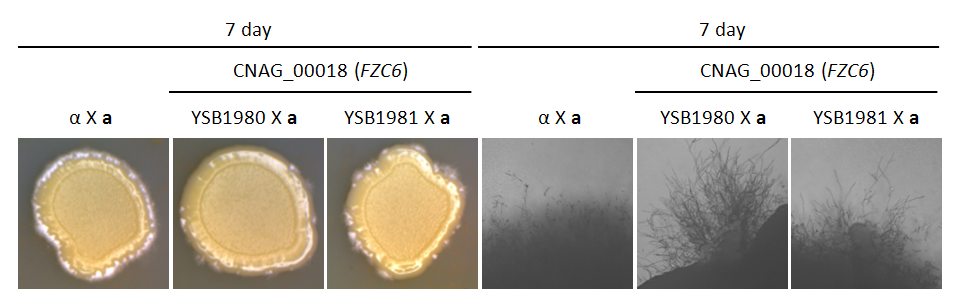 Mating phenotype for CNAG_00018T0