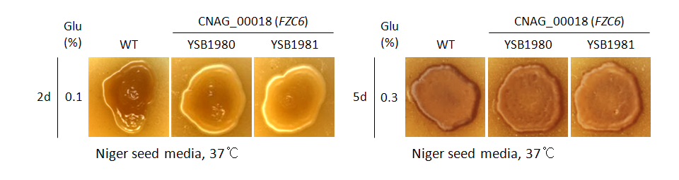 Melanin phenotype for CNAG_00018T0