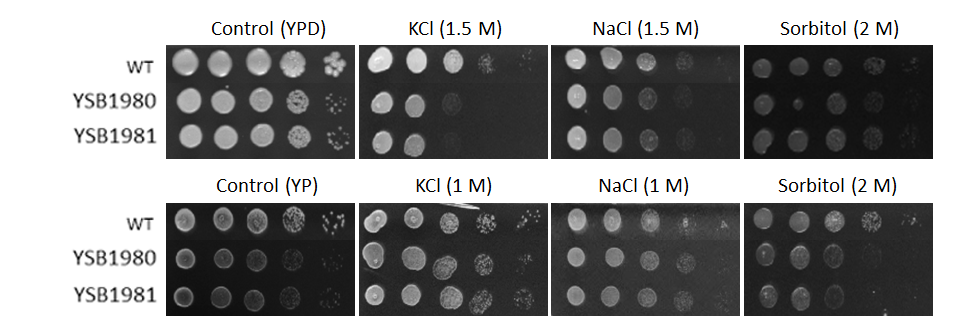 Osmotic stress phenotype for CNAG_00018T0