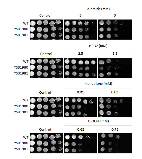 Oxidative stress phenotype for CNAG_00018T0