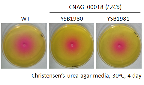 Urease phenotype for CNAG_00018T0