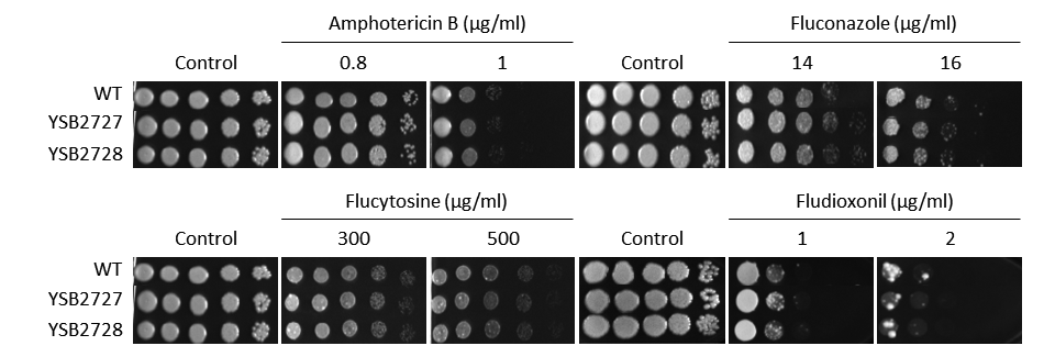 Antifungal drug susceptibility for CNAG_00031T1