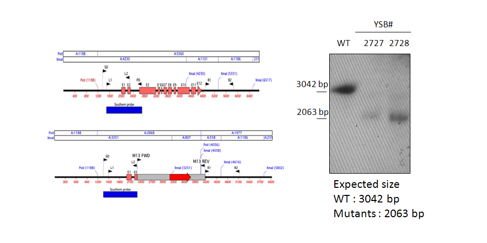 Gene disruption strategy for CNAG_00031T1