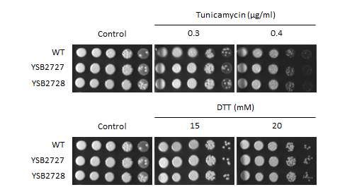 ER stress phenotype for CNAG_00031T1