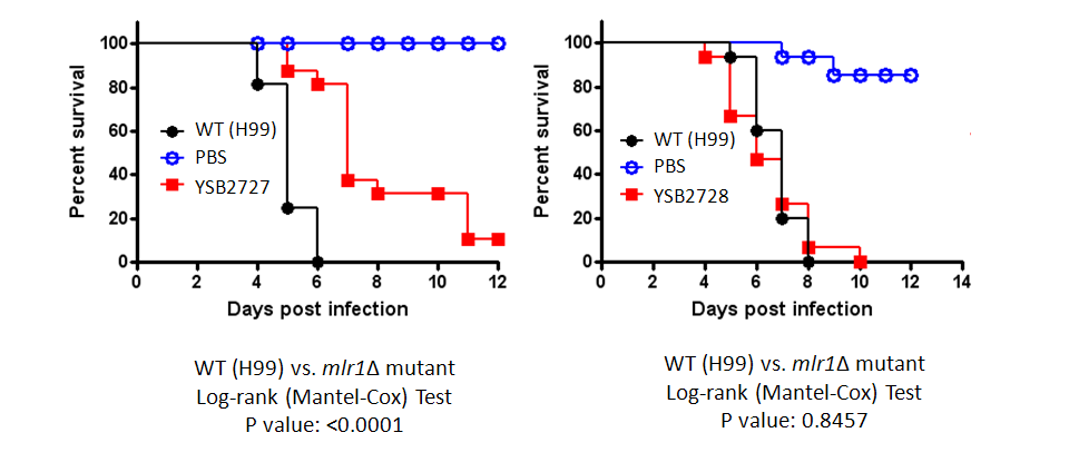 Galleria mellonella virulence data for CNAG_00031T1