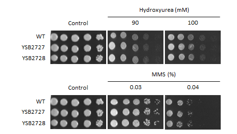 Genotoxic stress phenotype for CNAG_00031T1