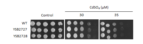 Heavy metal stress phenotype for CNAG_00031T1