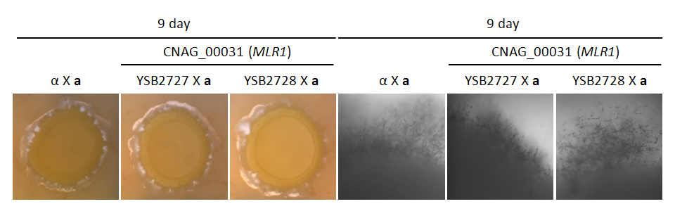 Mating phenotype for CNAG_00031T1