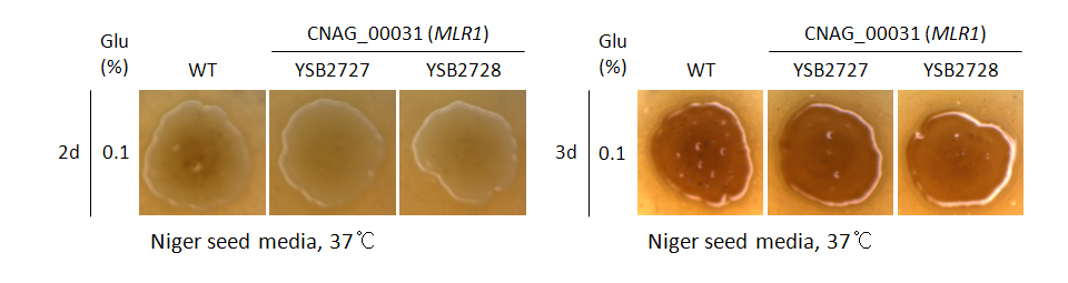 Melanin phenotype for CNAG_00031T1