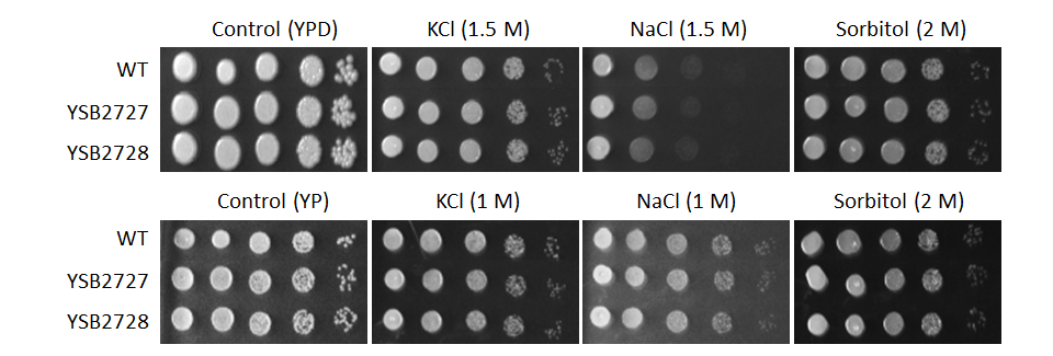 Osmotic stress phenotype for CNAG_00031T1
