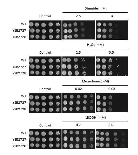 Oxidative stress phenotype for CNAG_00031T1
