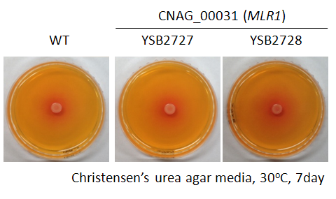 Urease phenotype for CNAG_00031T1