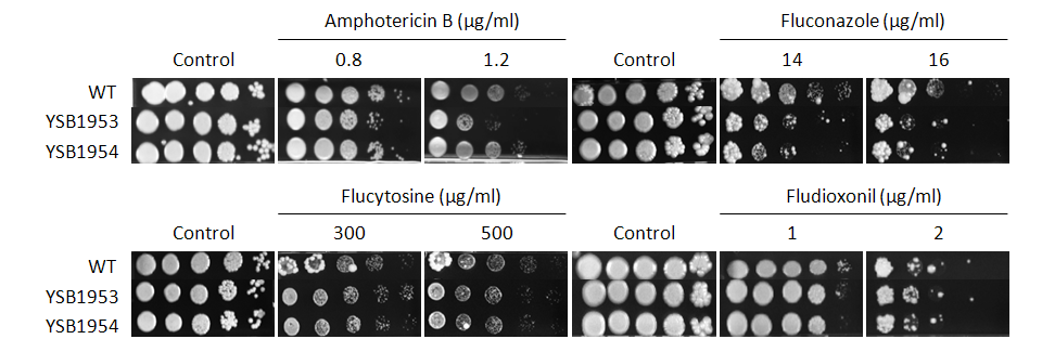 Antifungal drug susceptibility for CNAG_00039T0