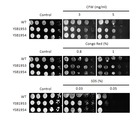 Cell wall stress phenotype for CNAG_00039T0