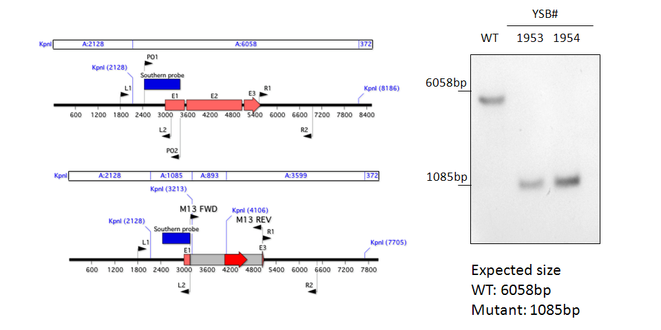 Gene disruption strategy for CNAG_00039T0