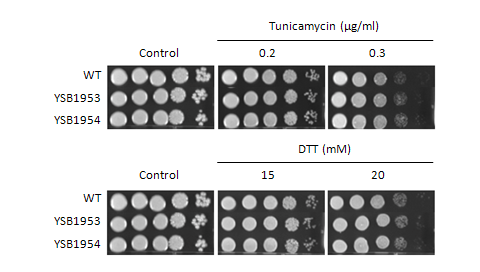ER stress phenotype for CNAG_00039T0