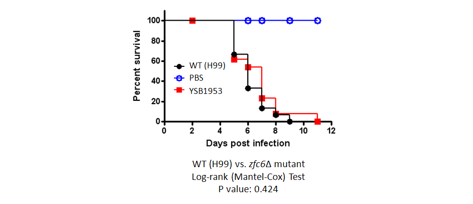 Galleria mellonella virulence data for CNAG_00039T0