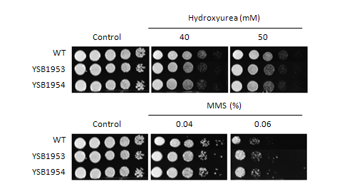 Genotoxic stress phenotype for CNAG_00039T0
