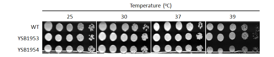 Growth phenotype for CNAG_00039T0