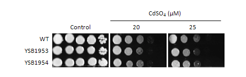 Heavy metal stress phenotype for CNAG_00039T0