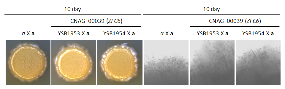 Mating phenotype for CNAG_00039T0