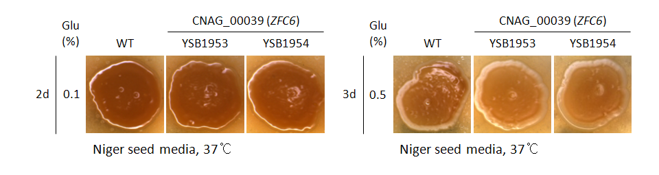 Melanin phenotype for CNAG_00039T0