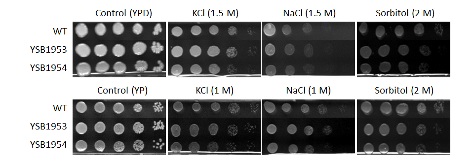 Osmotic stress phenotype for CNAG_00039T0