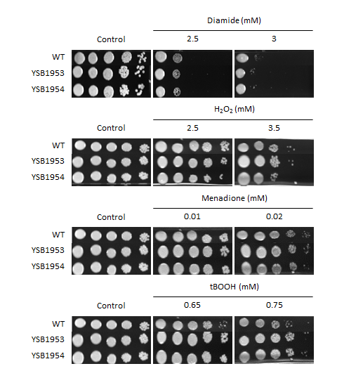Oxidative stress phenotype for CNAG_00039T0