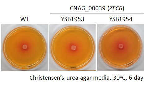 Urease phenotype for CNAG_00039T0