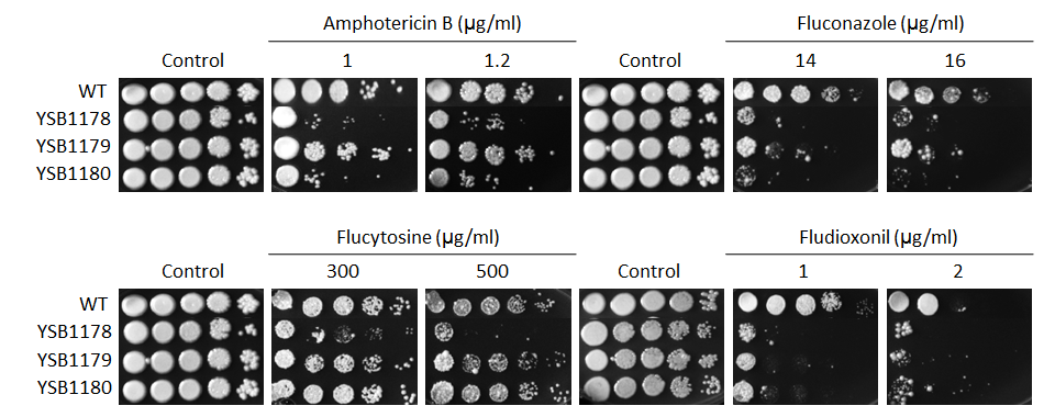 Antifungal drug susceptibility for CNAG_00068T0
