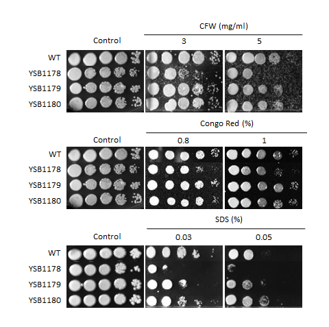 Cell wall stress phenotype for CNAG_00068T0