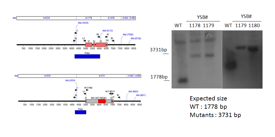 Gene disruption strategy for CNAG_00068T0