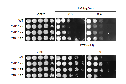 ER stress phenotype for CNAG_00068T0