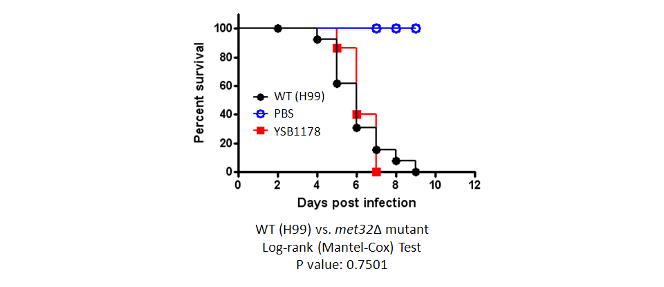 Galleria mellonella virulence data for CNAG_00068T0