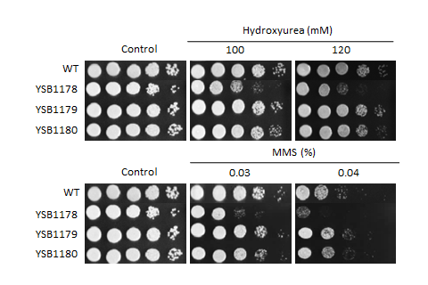Genotoxic stress phenotype for CNAG_00068T0