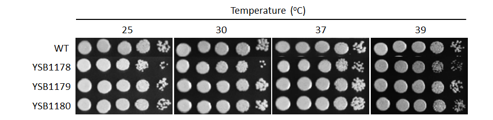 Growth phenotype for CNAG_00068T0