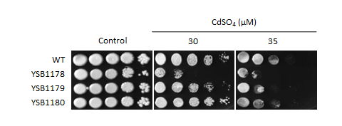 Heavy metal stress phenotype for CNAG_00068T0