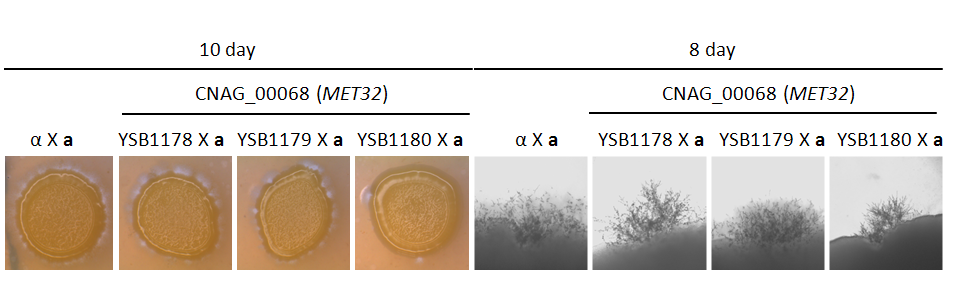 Mating phenotype for CNAG_00068T0