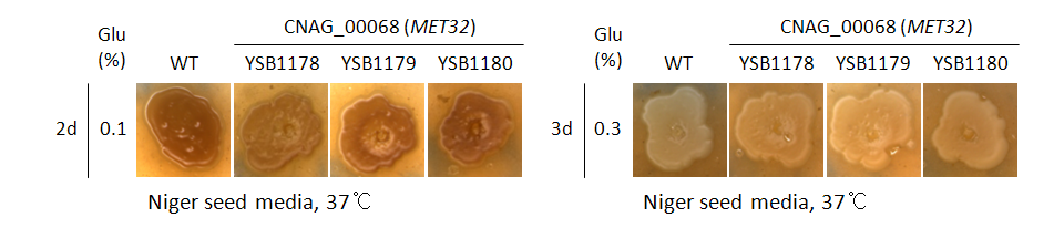 Melanin phenotype for CNAG_00068T0