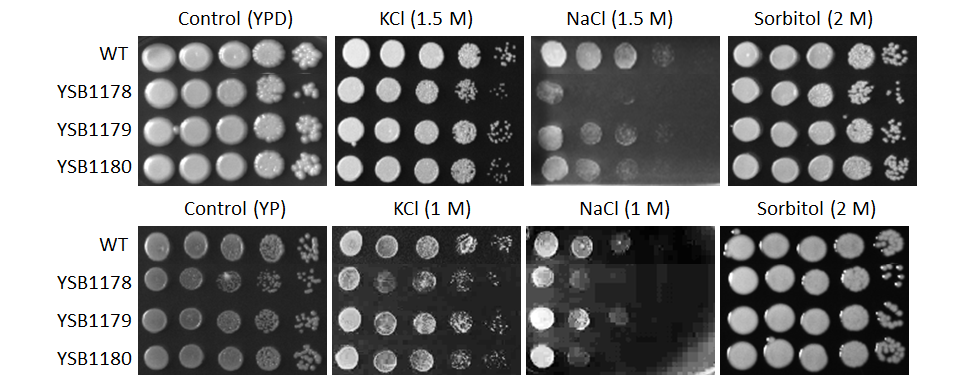 Osmotic stress phenotype for CNAG_00068T0