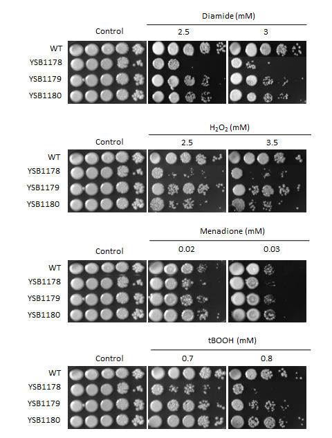 Oxidative stress phenotype for CNAG_00068T0